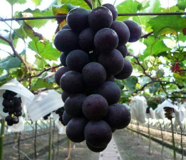 巨峰葡萄上市了，5％一次果1.5——2斤。