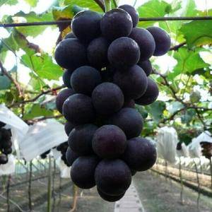 巨峰葡萄上市了，5％一次果1.5——2斤。