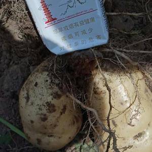 石家庄新乐市土豆大量上市中，质量很好有保证品质好，本人已...