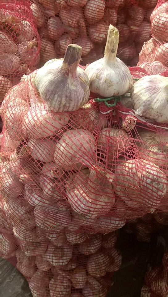 聊城莘县紫红皮大蒜，个大，种类齐全，有把蒜，净蒜，脱水蒜，蒜米料，等等。