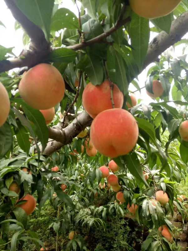 大量批发桃子 品种：突围桃、早生桃、川中岛桃、大红袍桃、...
