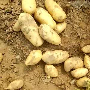 我处鑫阳丰生态农业园育苗基地，现有十五亩优质土豆待售，质...