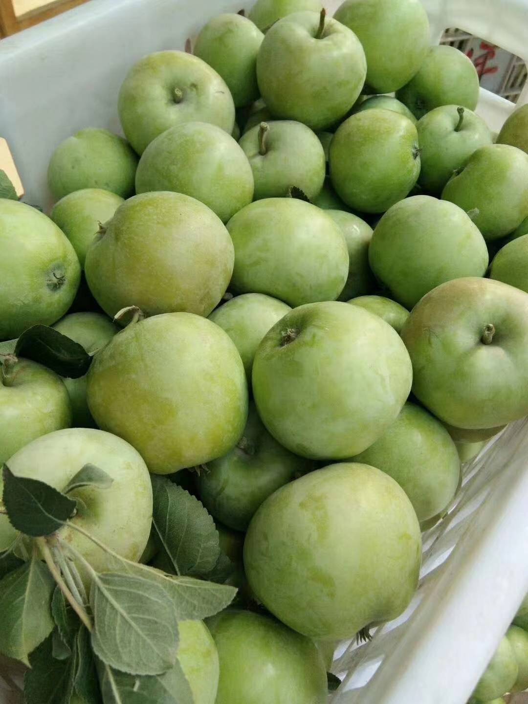 早熟辽伏，藤木苹果大量上市，山东苹果之乡（13675399909）果园新鲜采摘，口感脆甜，色泽鲜艳，保质保量。量大从优。