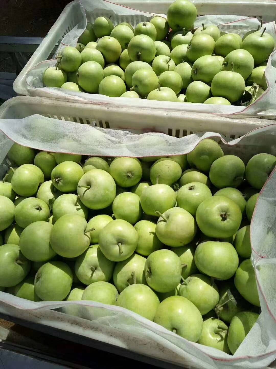 早熟辽伏，藤木苹果大量上市，山东苹果之乡（13675399909）果园新鲜采摘，口感脆甜，色泽鲜艳，保质保量。量大从优。