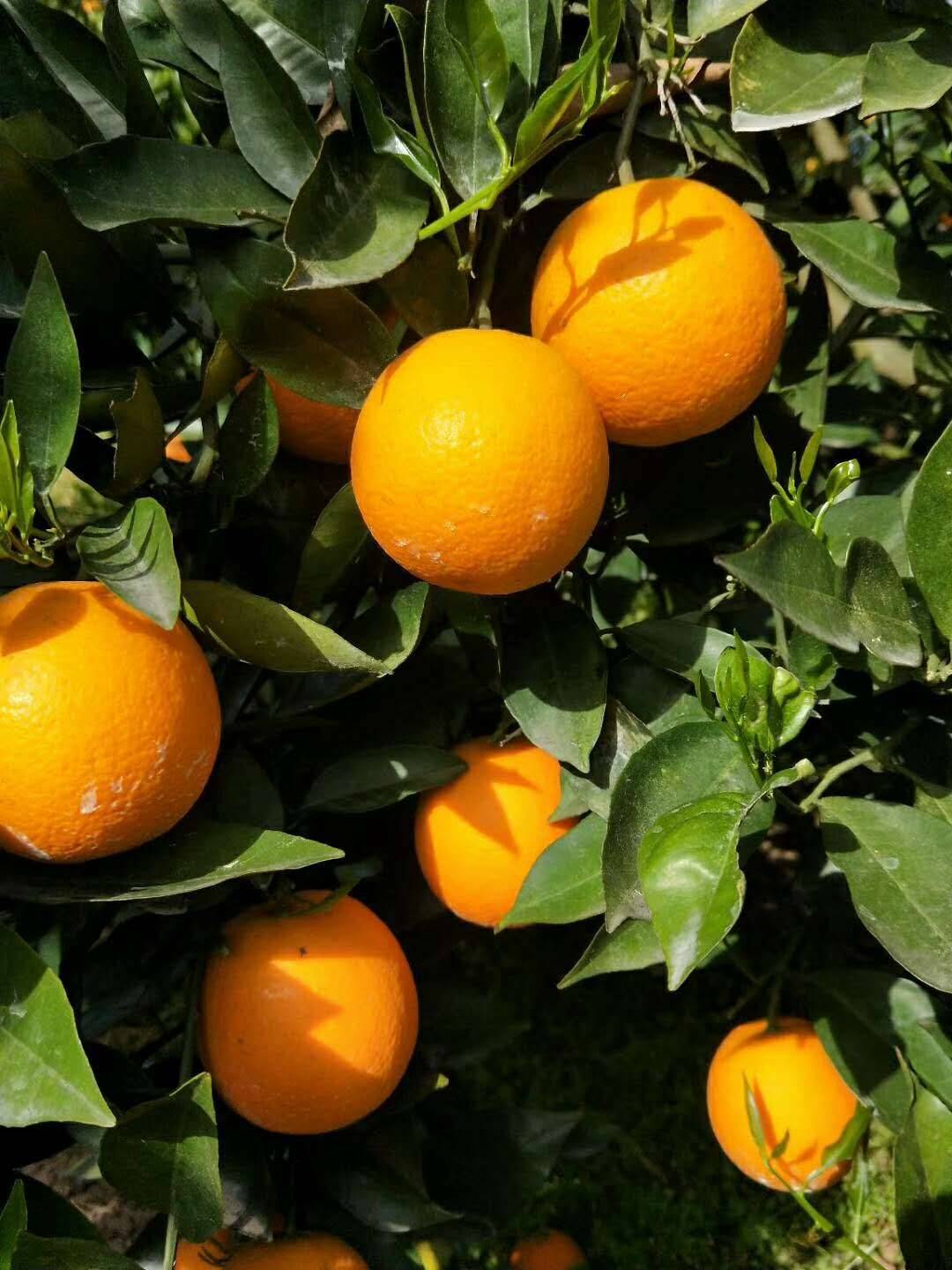 夏橙大量上市，口感甜果面干净水份充足江边货果园看货采摘！