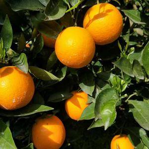 夏橙大量上市，口感甜果面干净水份充足江边货果园看货采摘！