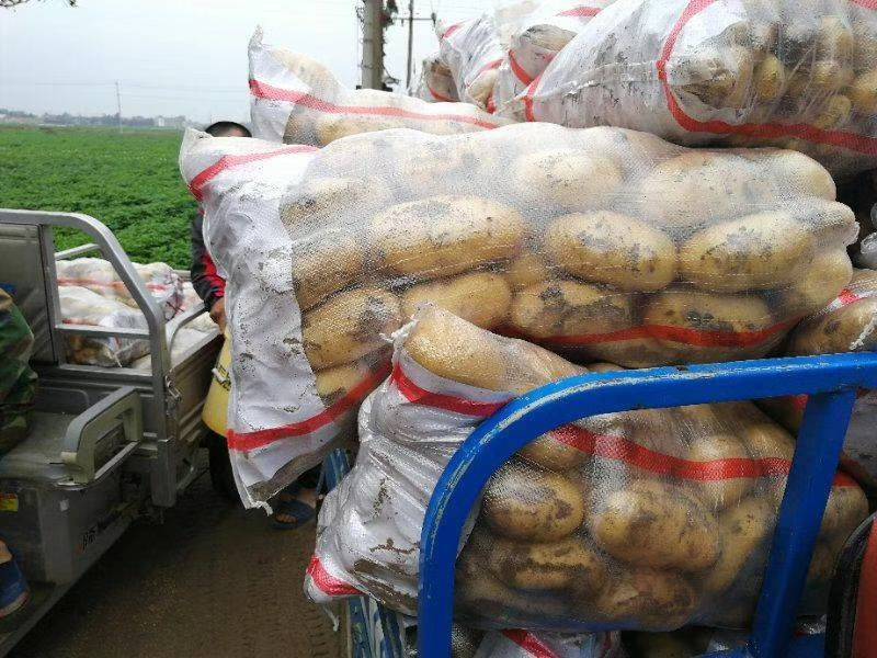 荷兰土豆大量供应