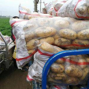 荷兰土豆大量供应