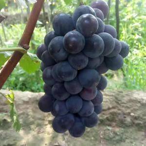 河北万亩葡萄已大量上市了，有京亚，红无核，维多利亚，夏黑...