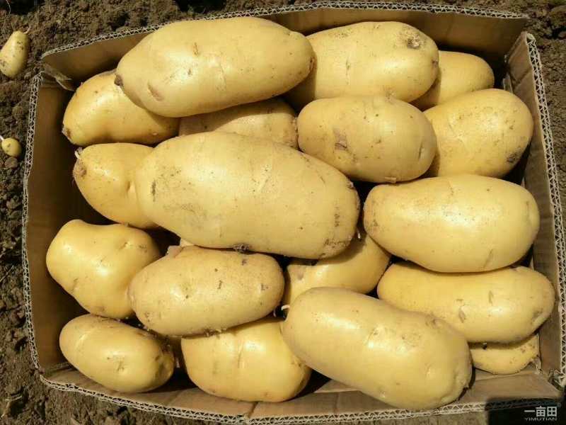 产地供应土豆，荷兰十五，黄皮黄壤，以质论价，欢迎选购