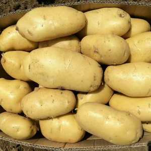 产地供应土豆，荷兰十五，黄皮黄壤，以质论价，欢迎选购