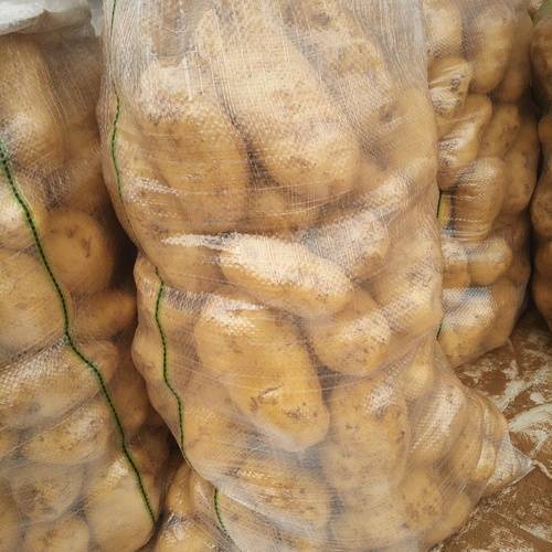 唐山荷兰十五土豆大量上市，寻找有实力的收购商，有现成的大...