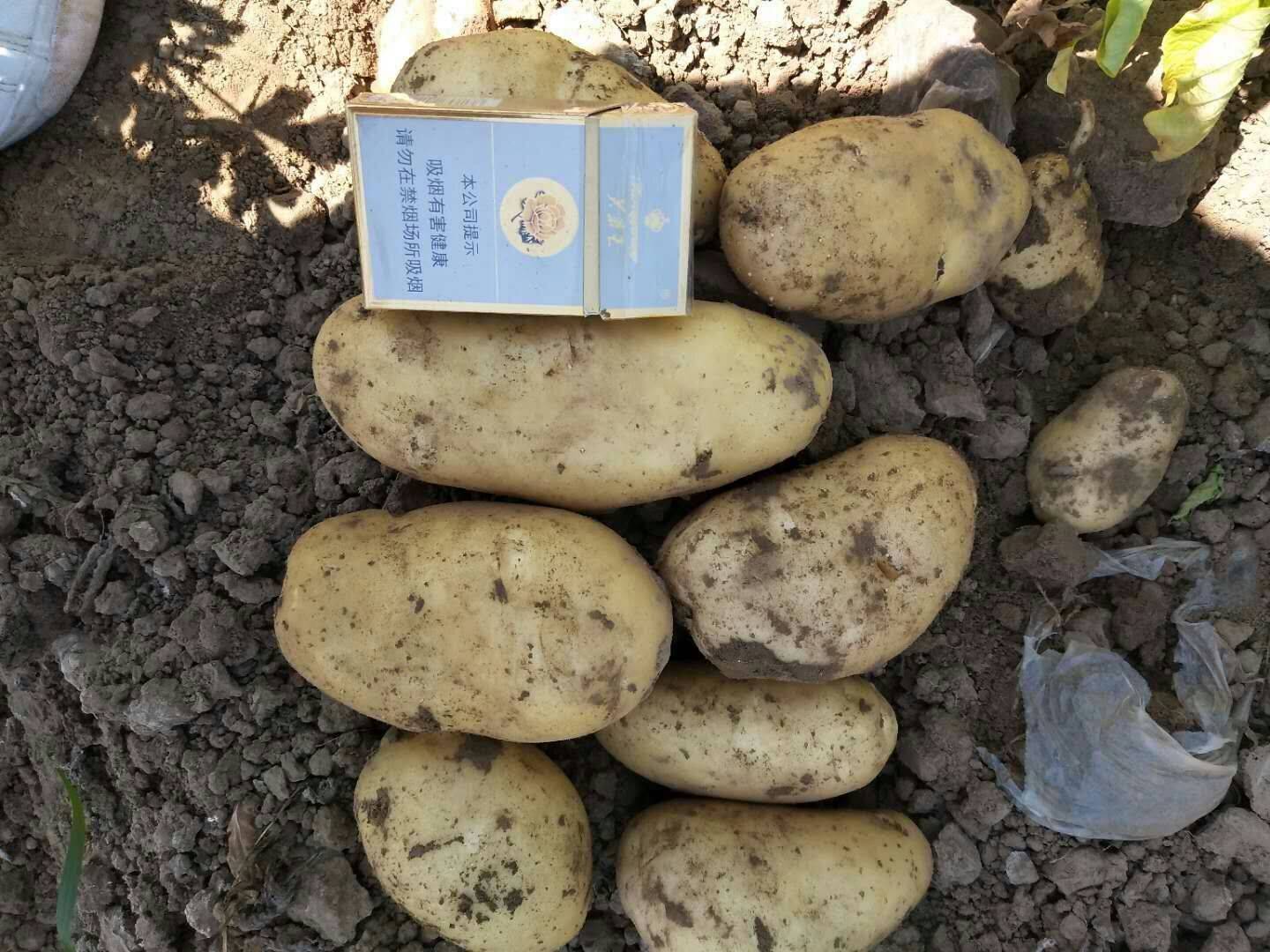 2017年土豆价格行情