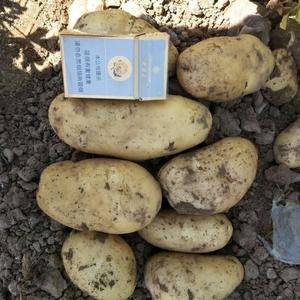 锦州凌海地区土豆即将上市，有收的联系啊，