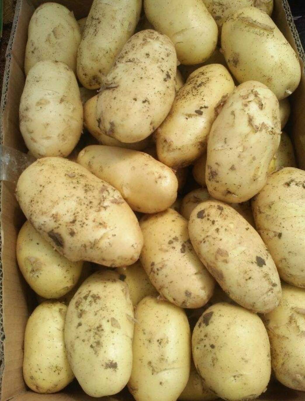 辽宁锦州凌海大批量上市，荷兰十五土豆。。。货源充足。