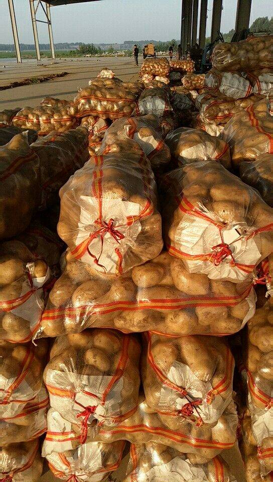 唐山荷兰十五土豆大量上市，货源充足，大厅宽敞，现市场价0...