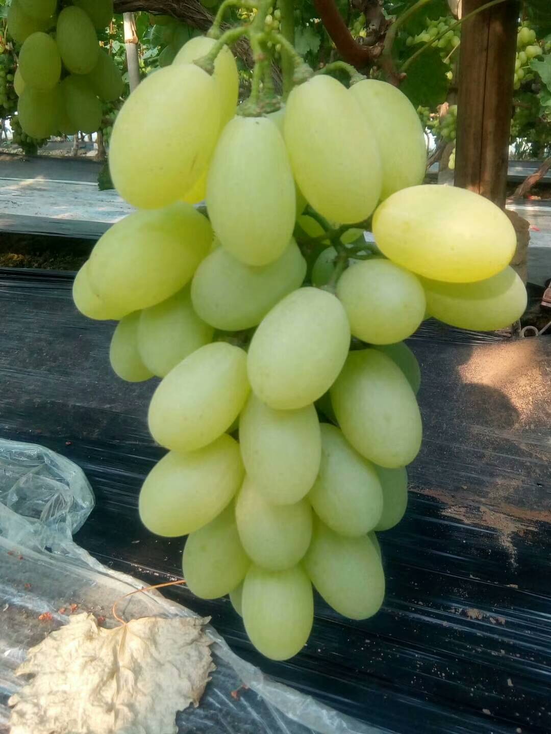 本村种植葡萄2万多亩有京亚葡萄维多利亚有葡萄藤忍葡萄巨峰葡萄7月10号大量上市13833477448