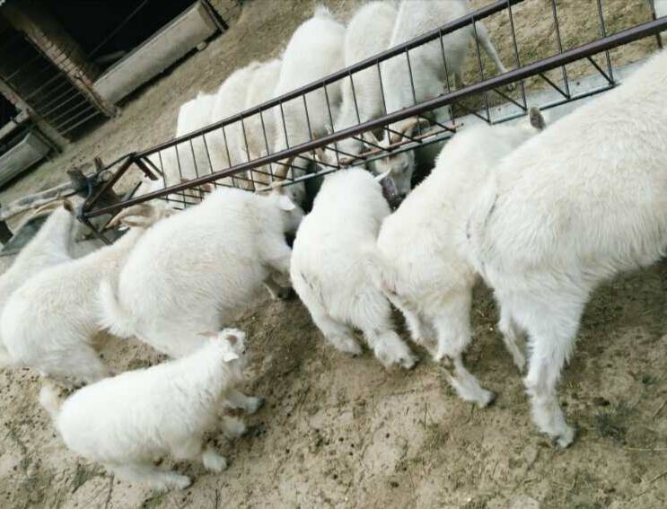 我处现有500余只散养的山羊，都是农户家养的，主要使用苜...