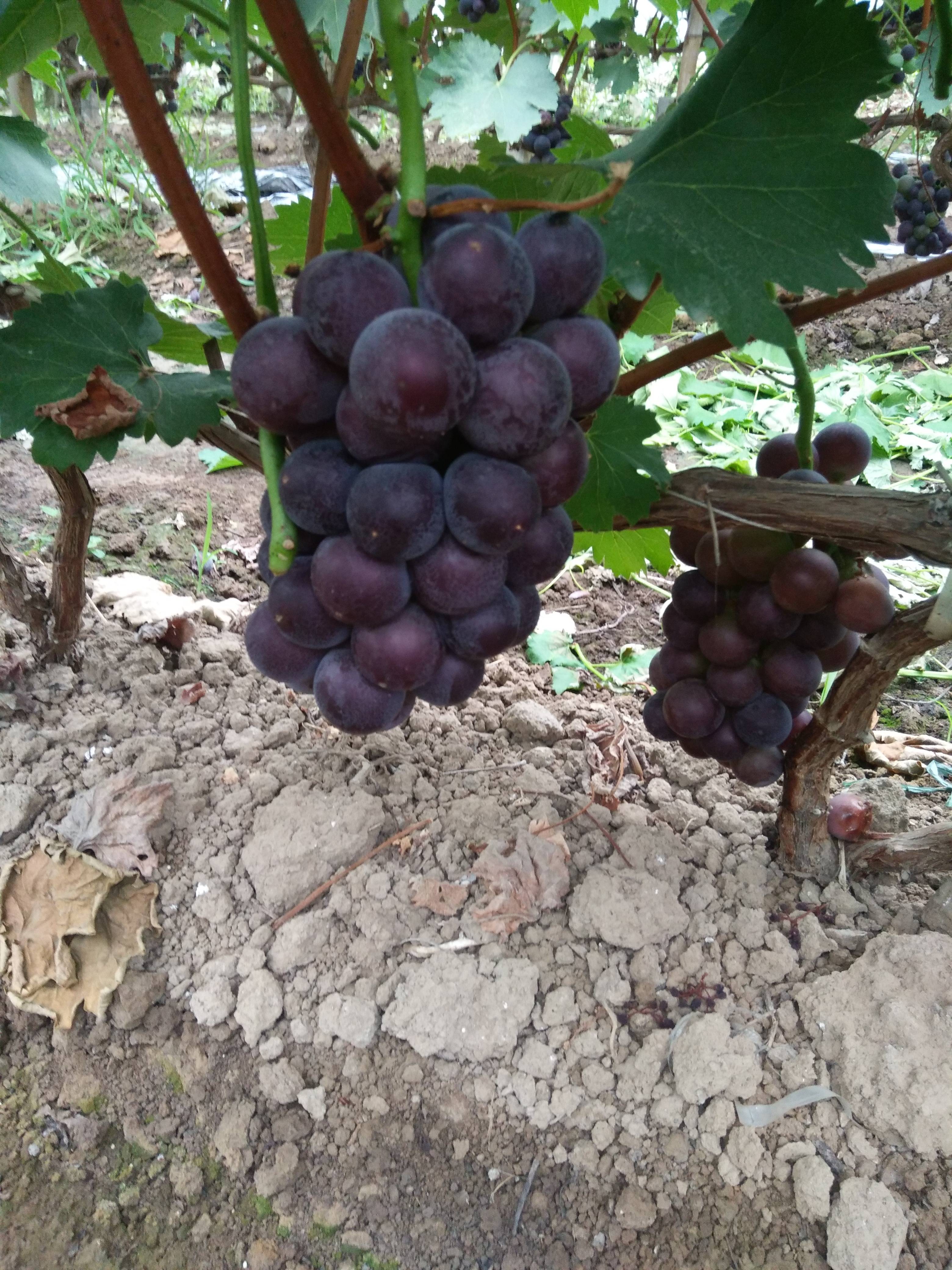 京亚葡萄大量上市了有需要的客户1378020771...