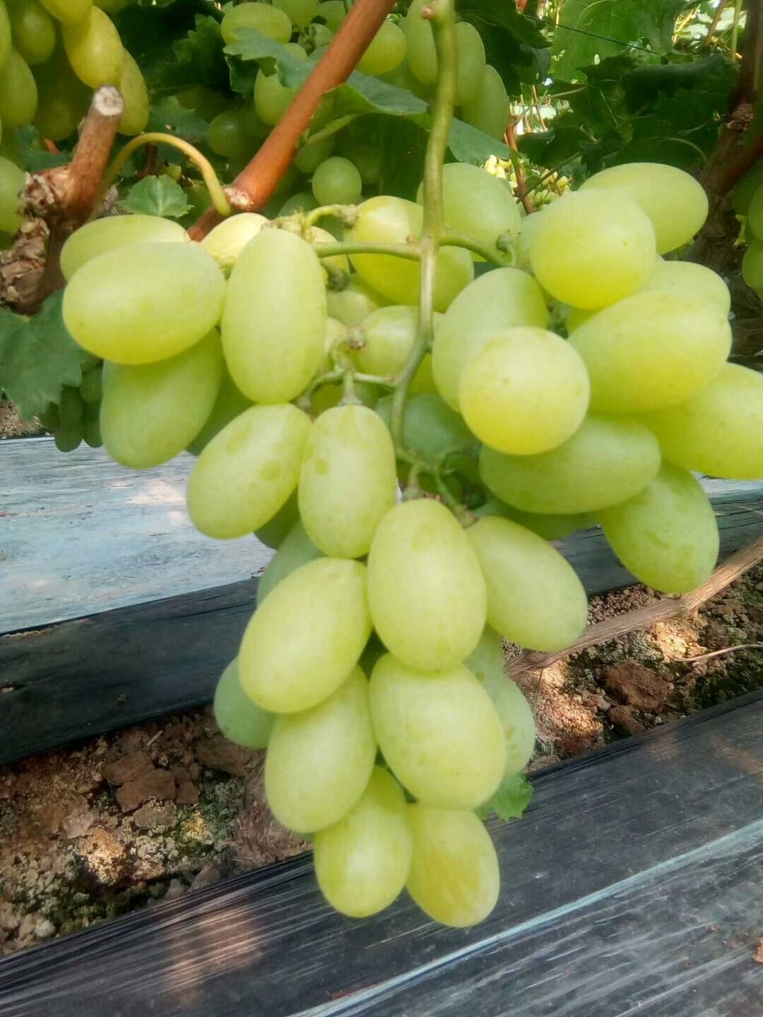 我村种植京亚葡萄，2万多亩，陆地葡萄以上市，今年京亚葡萄大丰收品质相当好，欢迎新老客户前来选购。电话：15075126989