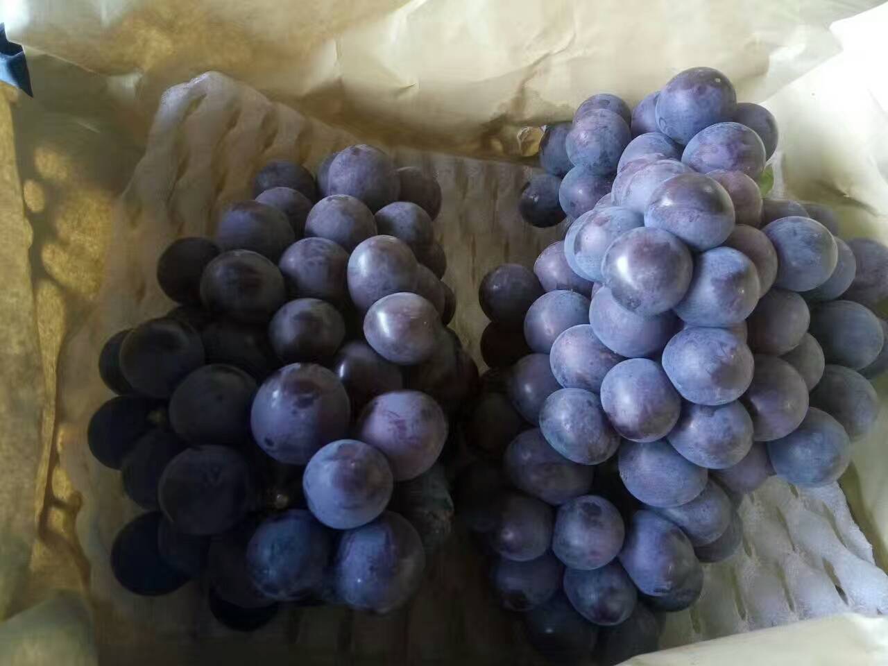 我村种植京亚葡萄，2万多亩，品质相当好，欢迎新老客户前来...