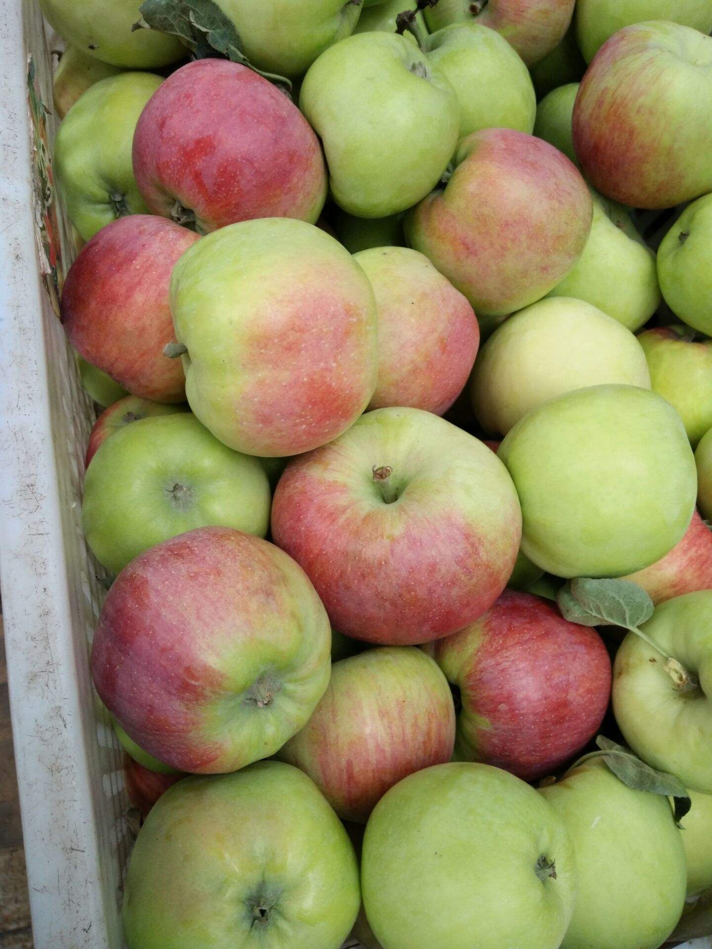 早熟藤木苹果上市批发，果园现场采摘【15954027707】口感脆甜，表光漂亮，个头均匀。