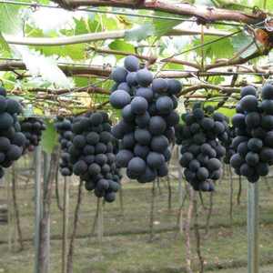 夏黑葡萄：早熟夏黑葡萄，果粉厚而脆，果汁紫红色，香味浓郁，无核。欢迎全国各地收购商前来洽谈！