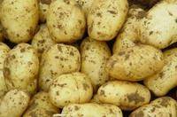 精品白心土豆:主营白心226、228、v8和丽薯6号。质量可靠诚信交易。