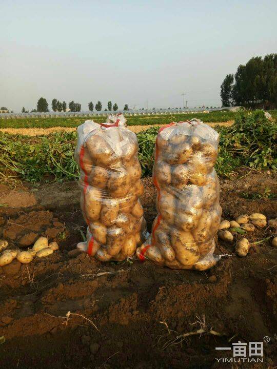 大量供应土豆，质量好，价格实惠，供货量大，欢迎来人来电。