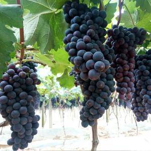 批量上市夏黑葡萄，自产自销，自然成熟。放心食用