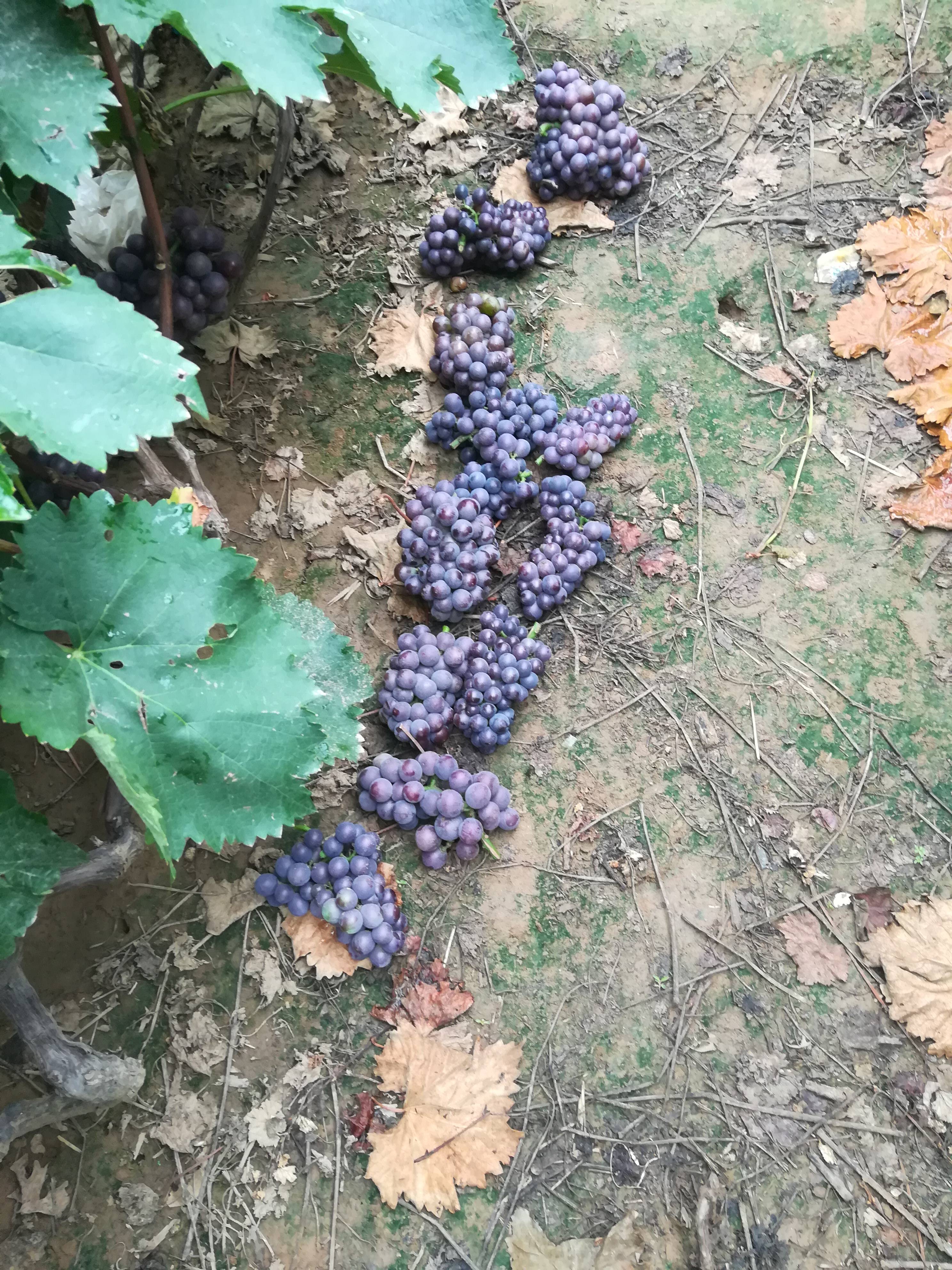 河北邢台柏乡县大量供应巨峰葡萄，葡萄品质好，口感甜...