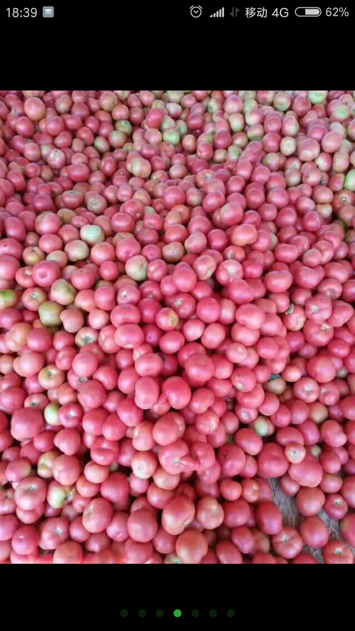 潍坊安丘硬粉西红柿万亩上市中欢迎各位老板前来订购
