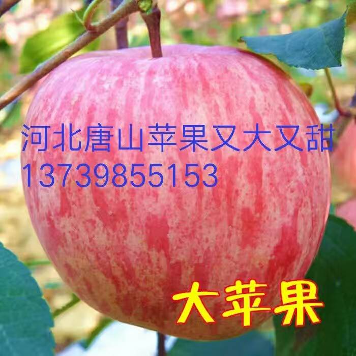 河北唐山黄元帅苹果即将大量上市欢迎全国的客商来收购