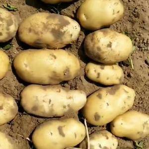 围场土豆现已上市，质量好价格廉，有需要的客户联系，138...