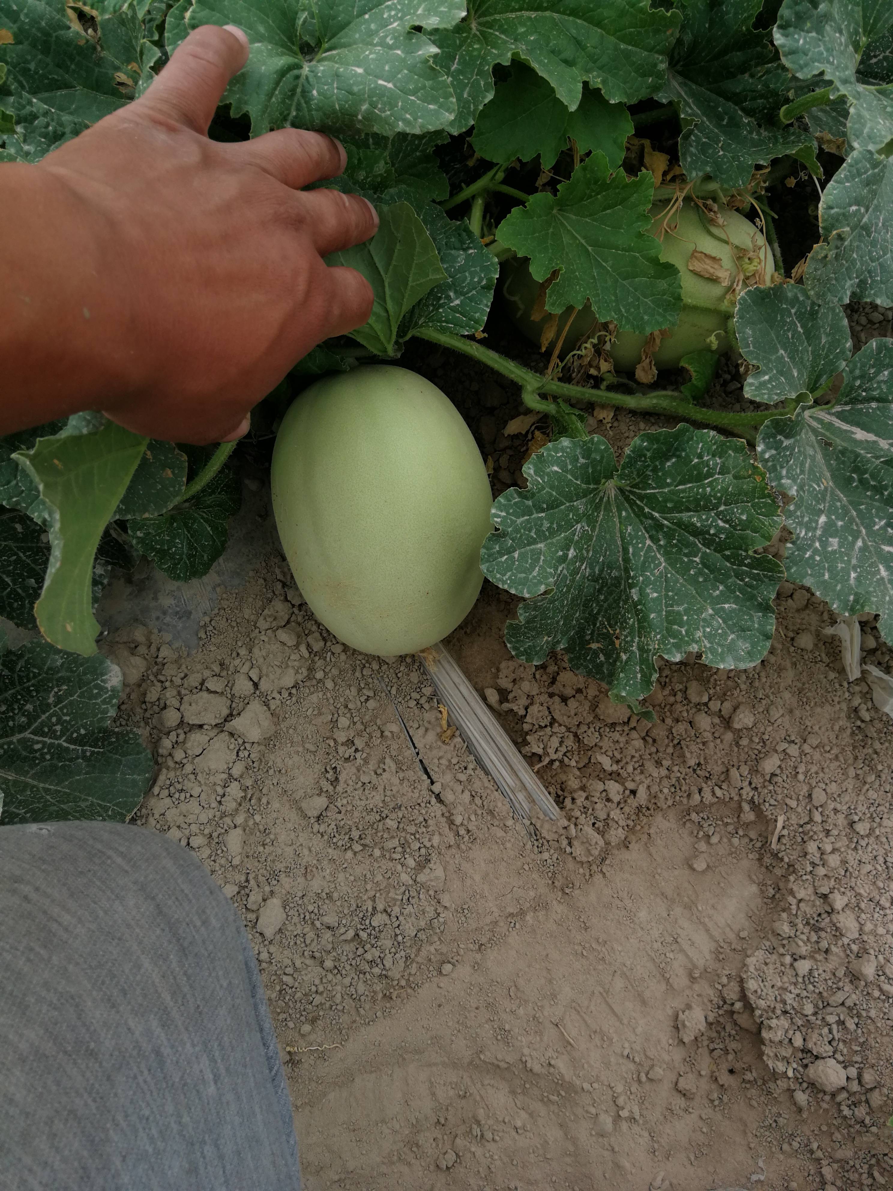 新疆若羌县种植300亩落地海南白金密瓜，马上上市个头大糖分高，口感脆甜。欢迎订购