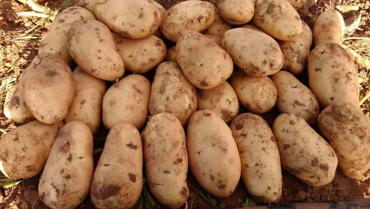 精品黄心土豆:质优价廉，无病害无青头无伤残。万亩基地沙地种植，颜色个头薯型三优。
