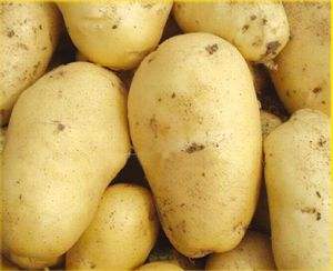 精品黄心土豆:质优价廉，无病害无青头无伤残。万亩基地沙地种植，颜色个头薯型三优。