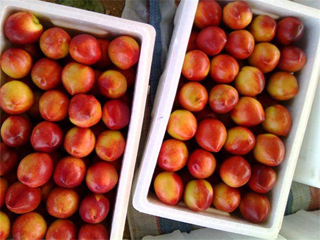 本地出售大量的油桃和桃子