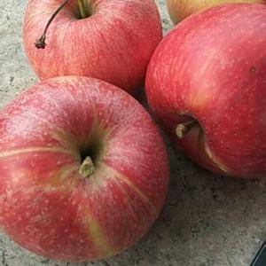 山东苹果产地，现有美八苹果，红嘎啦苹果，红露苹果上市批发...