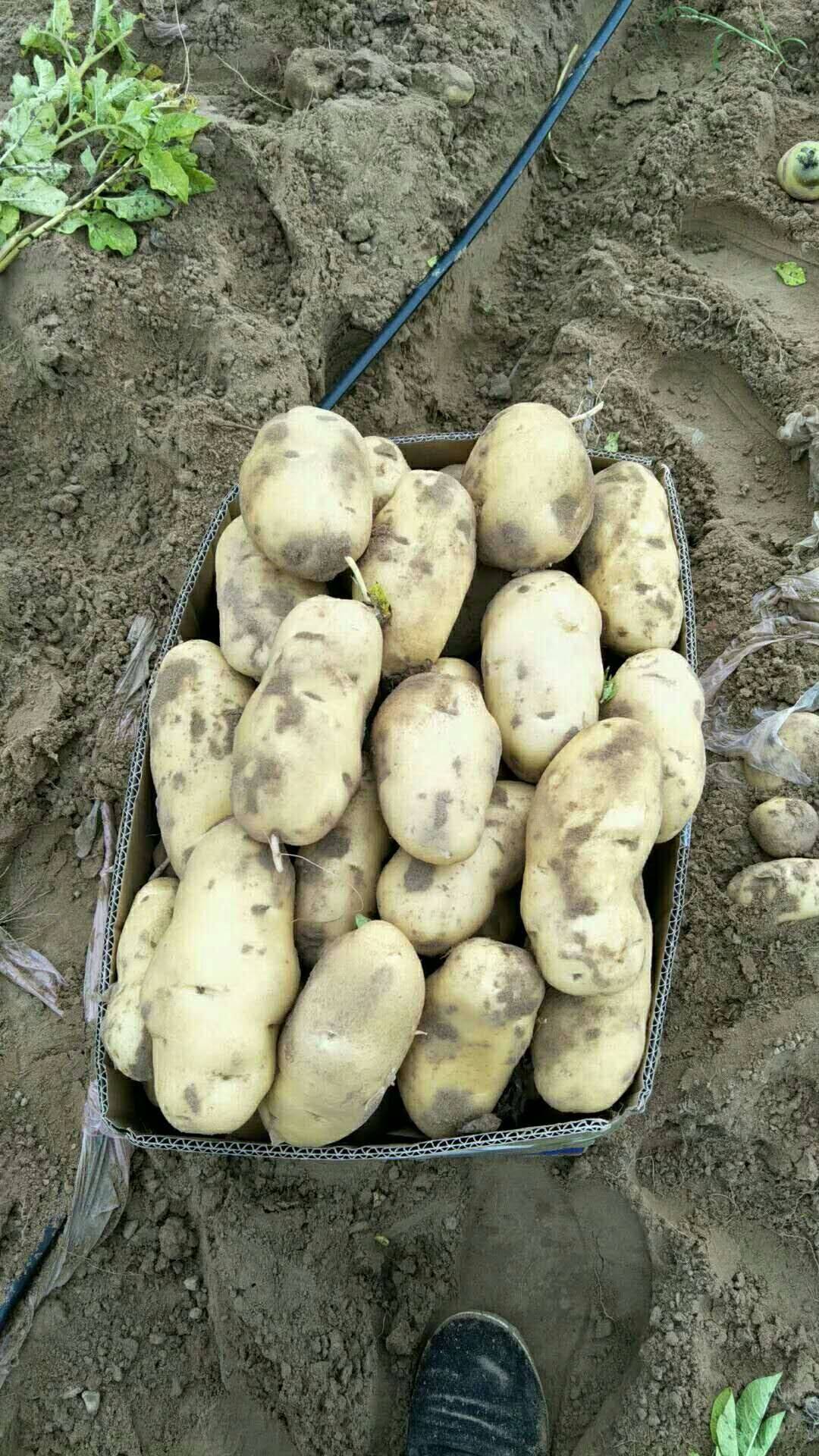 本人大量供应围场土豆，个头大颜色好薯形正，有专业人员挑选...