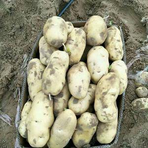本人大量供应围场土豆，个头大颜色好薯形正，有专业人员挑选...
