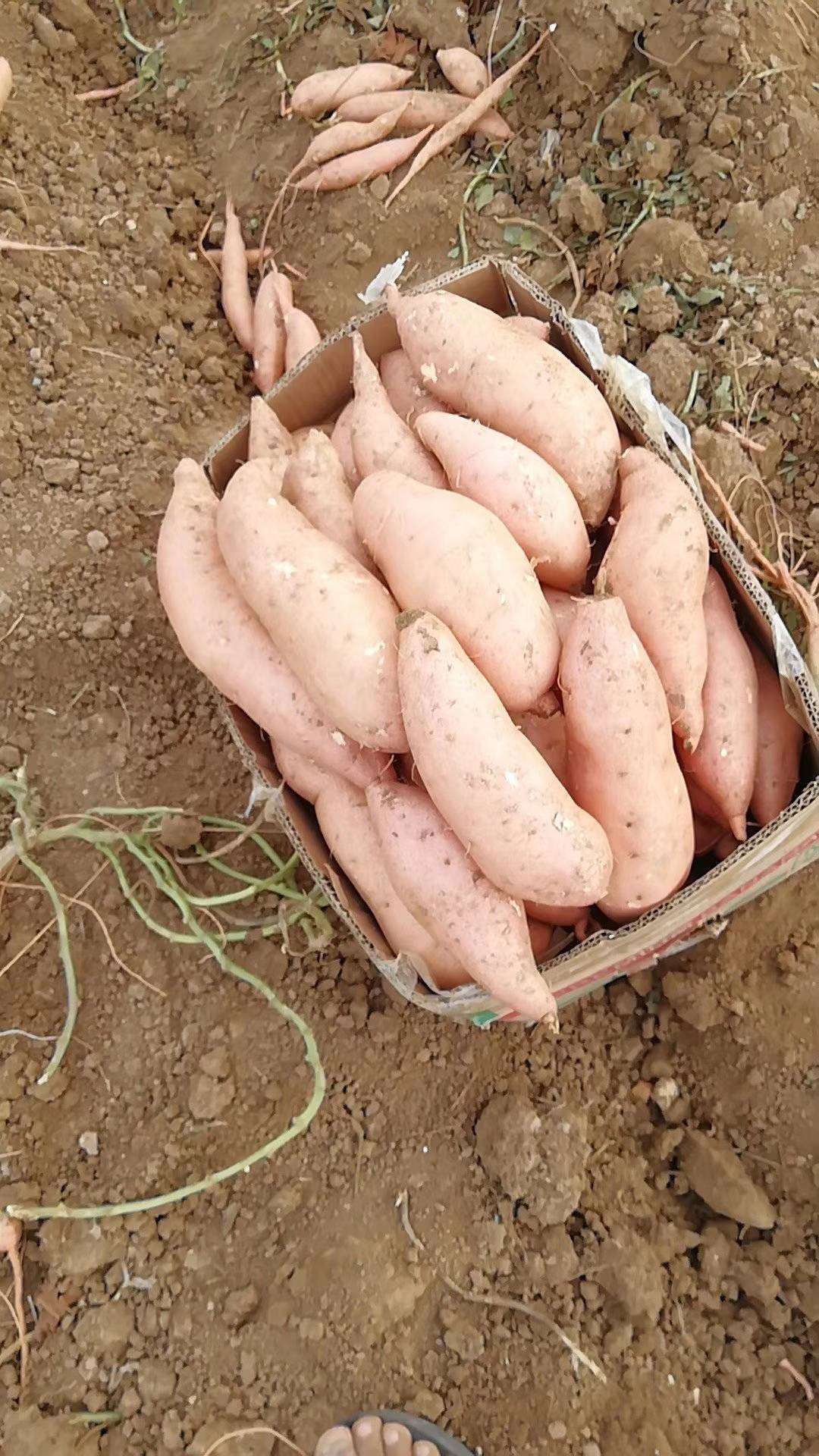山东济宁地区红薯开始出货，老板们可以定购了。134555...