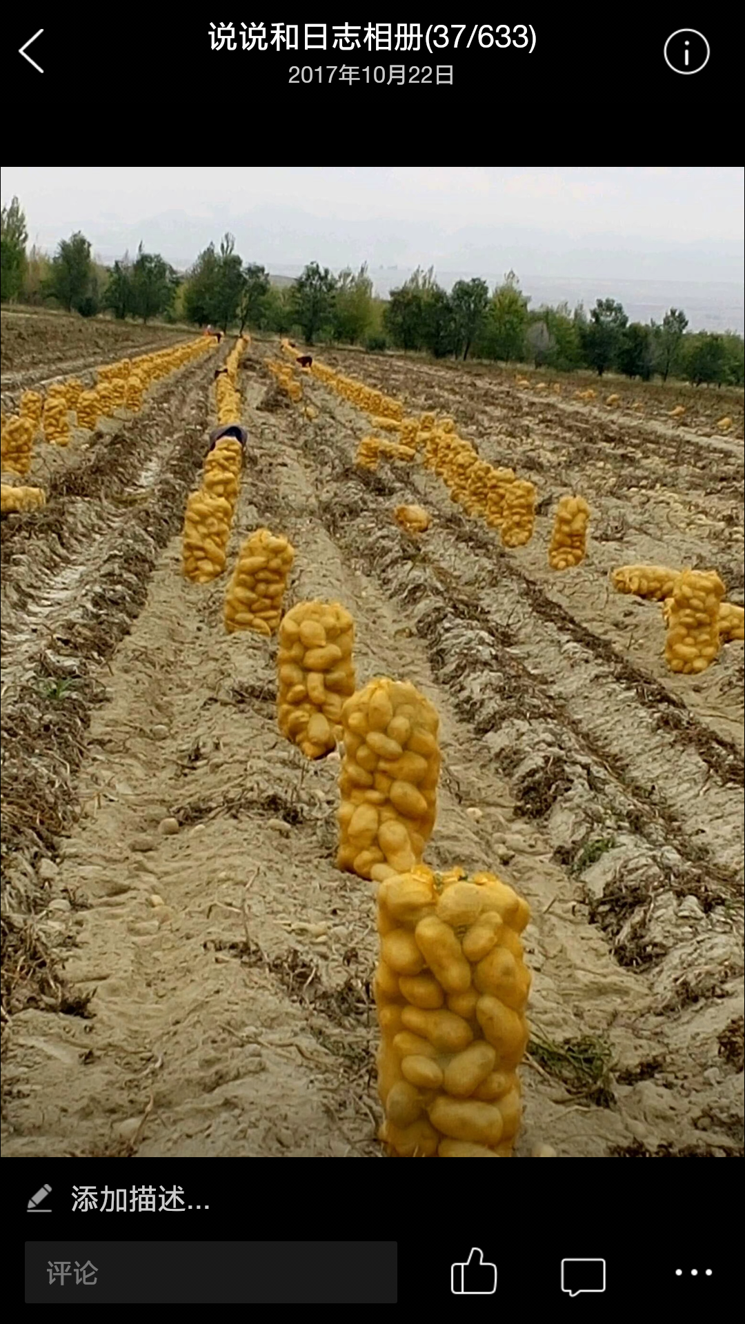 眼下新疆温泉县88团的土豆面临上市。这里早晚温差大，土豆品质优良，沙土种植，颜色亮又光，欢迎前来订购，联系电话:13779022724老刘