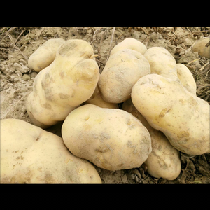 眼下新疆温泉县88团的土豆面临上市。这里早晚温差大，土豆...