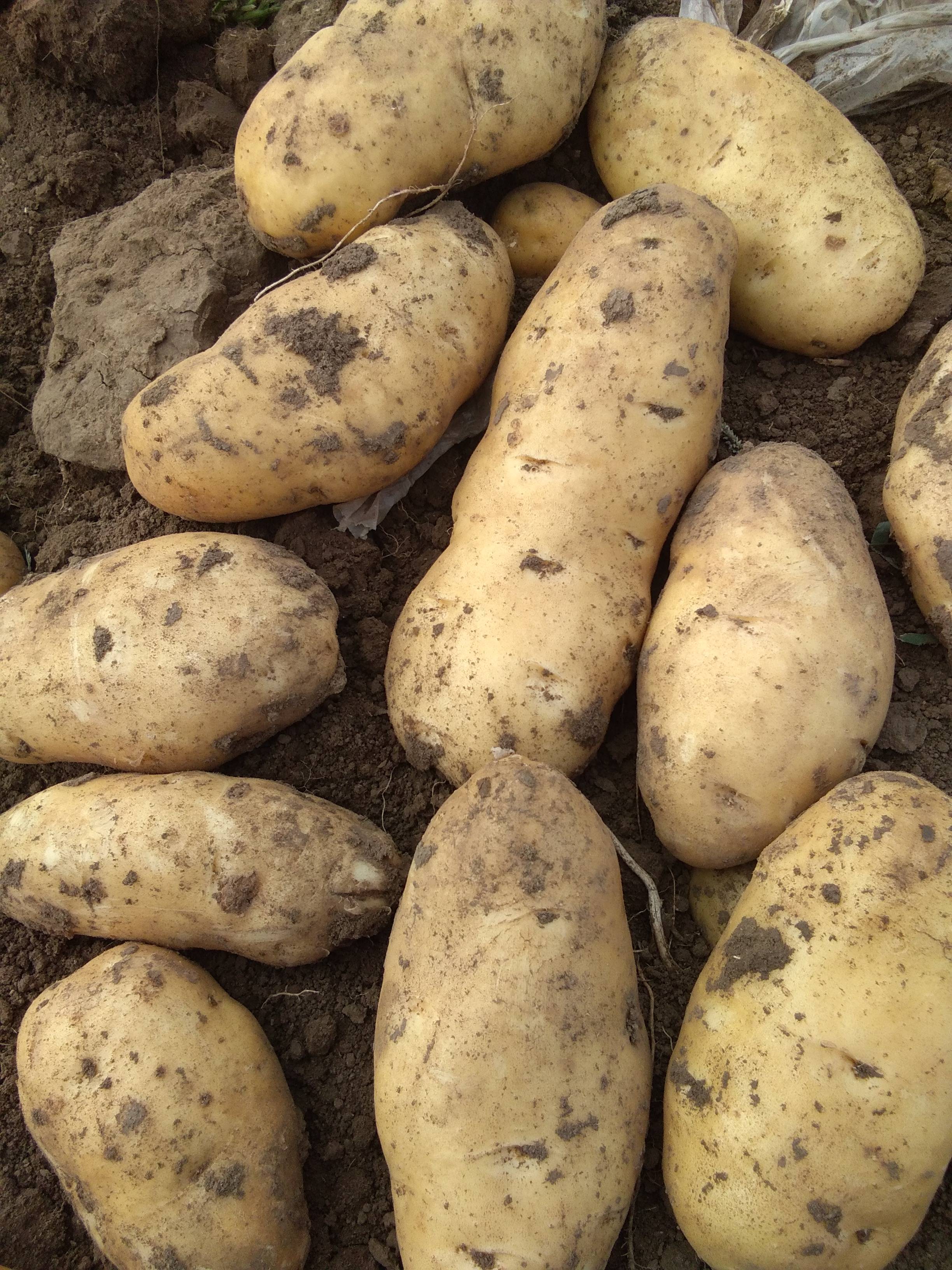 自己种的土豆，河兰系列，个头大，外形美，口感好，有需要的...