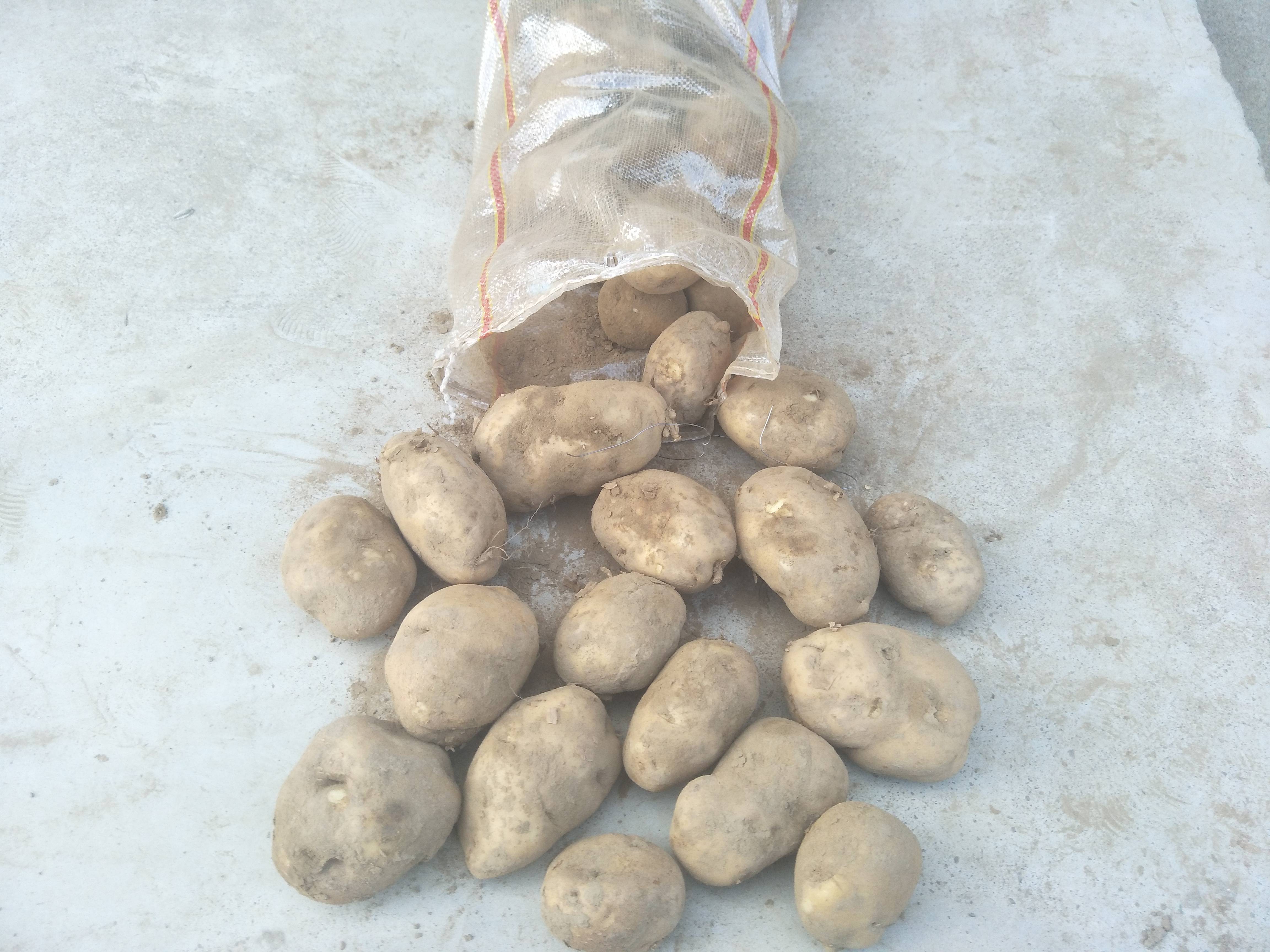 沙土地土豆晋薯16上市了，上车0.58元，需要的老板速度联系，货在山西岢岚县。