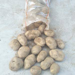 沙土地土豆晋薯16上市了，上车0.58元，需要的老板速度...