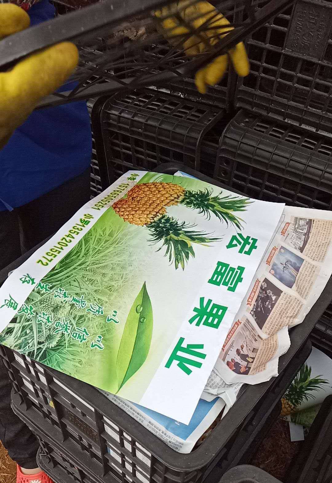 菠萝种植