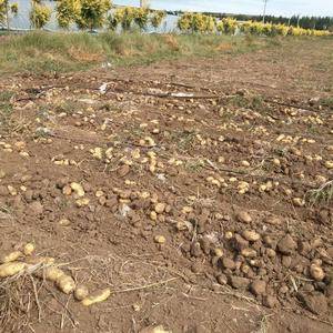 荷兰十五土豆现货300吨，三两以上，地址在内蒙古赤峰市松...
