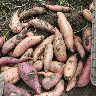 农村创业故事：硕士放弃20万年薪回乡种红薯